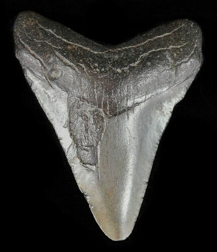 Juvenile Megalodon Tooth - Georgia #59213